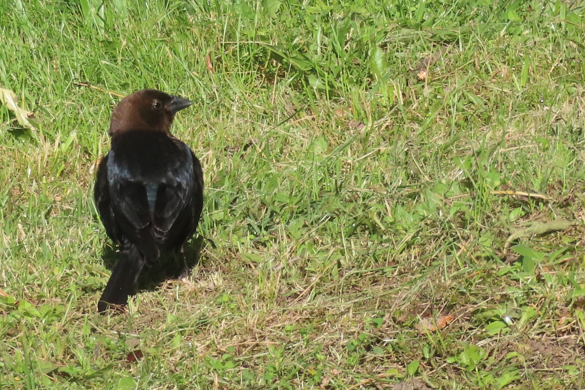 Brown-headed Cowbird - Margaret Higbee