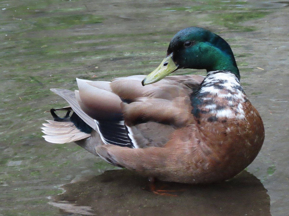 Mallard (Domestic type) - ML619602339