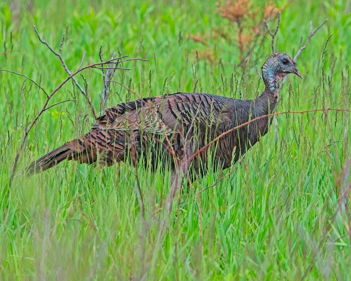 Wild Turkey - ML619602346