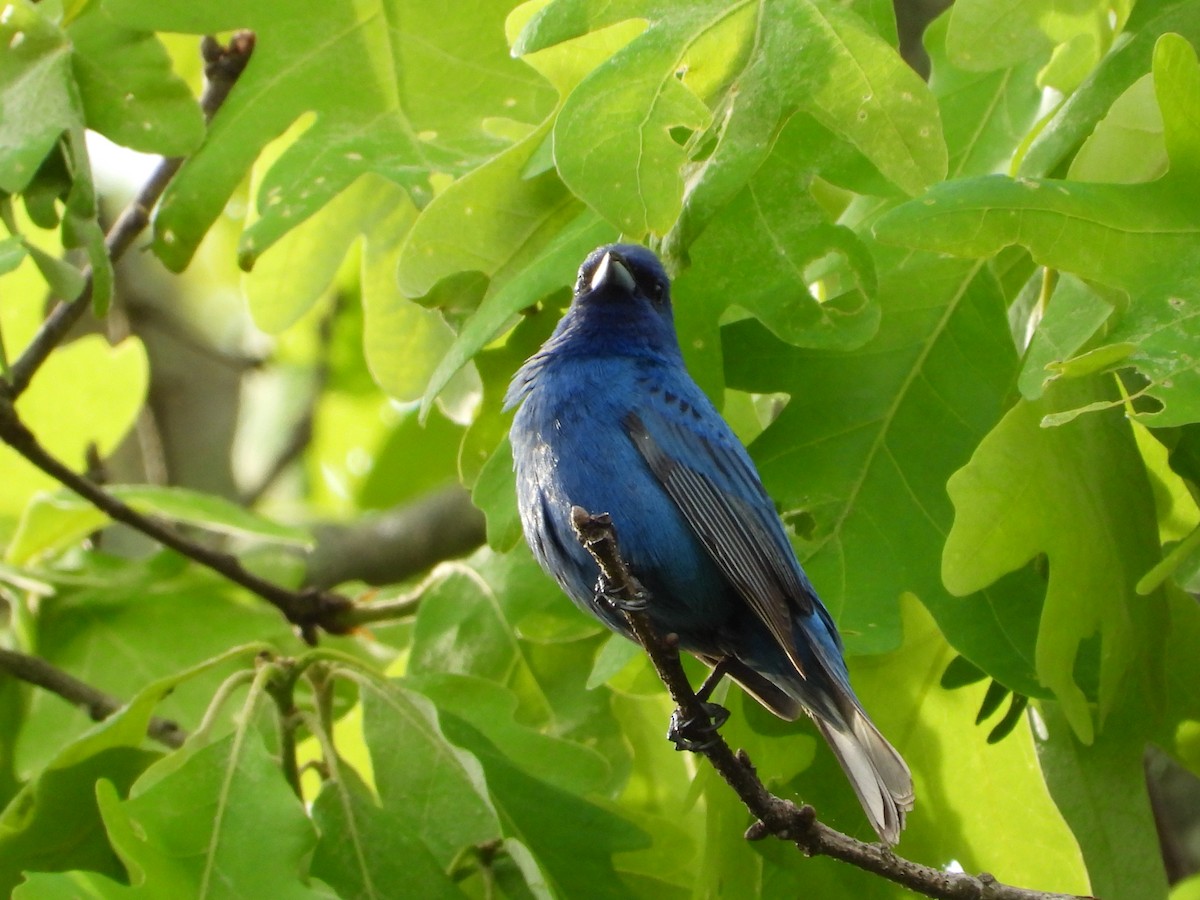 Indigo Bunting - Jeff Fengler