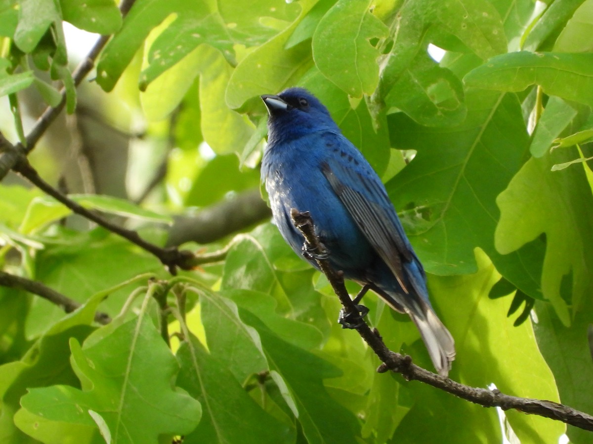 Indigo Bunting - Jeff Fengler