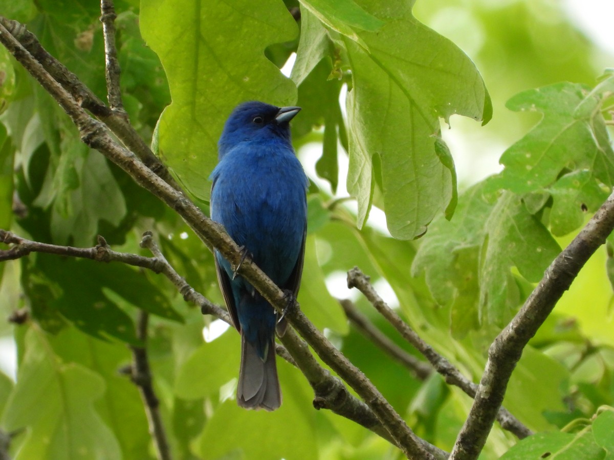 Indigo Bunting - Jeff Fengler