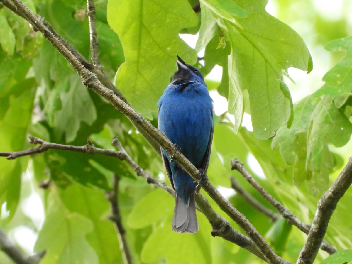 Indigo Bunting - Jeff Fengler