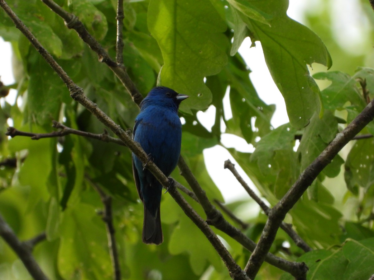 Indigo Bunting - ML619602351