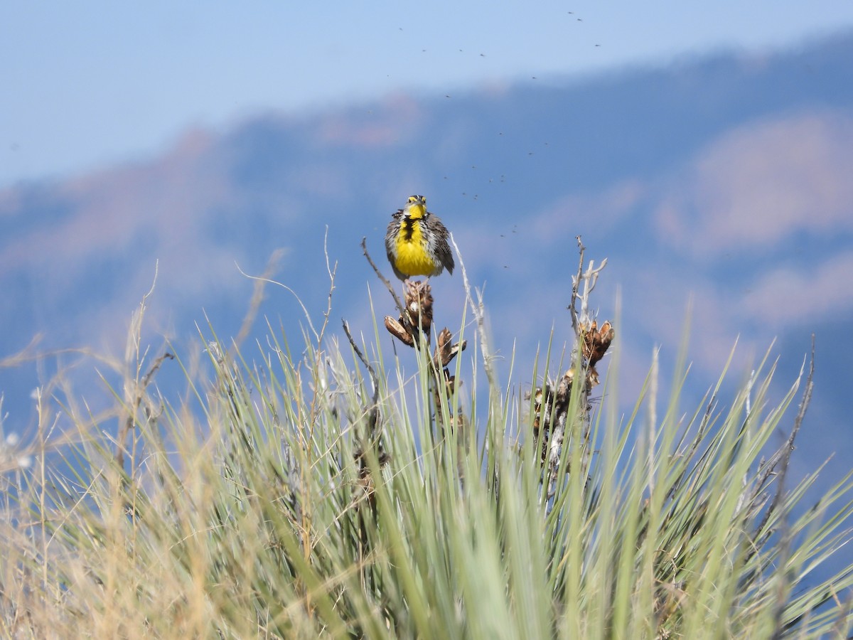 Western Meadowlark - Shawn McCormick