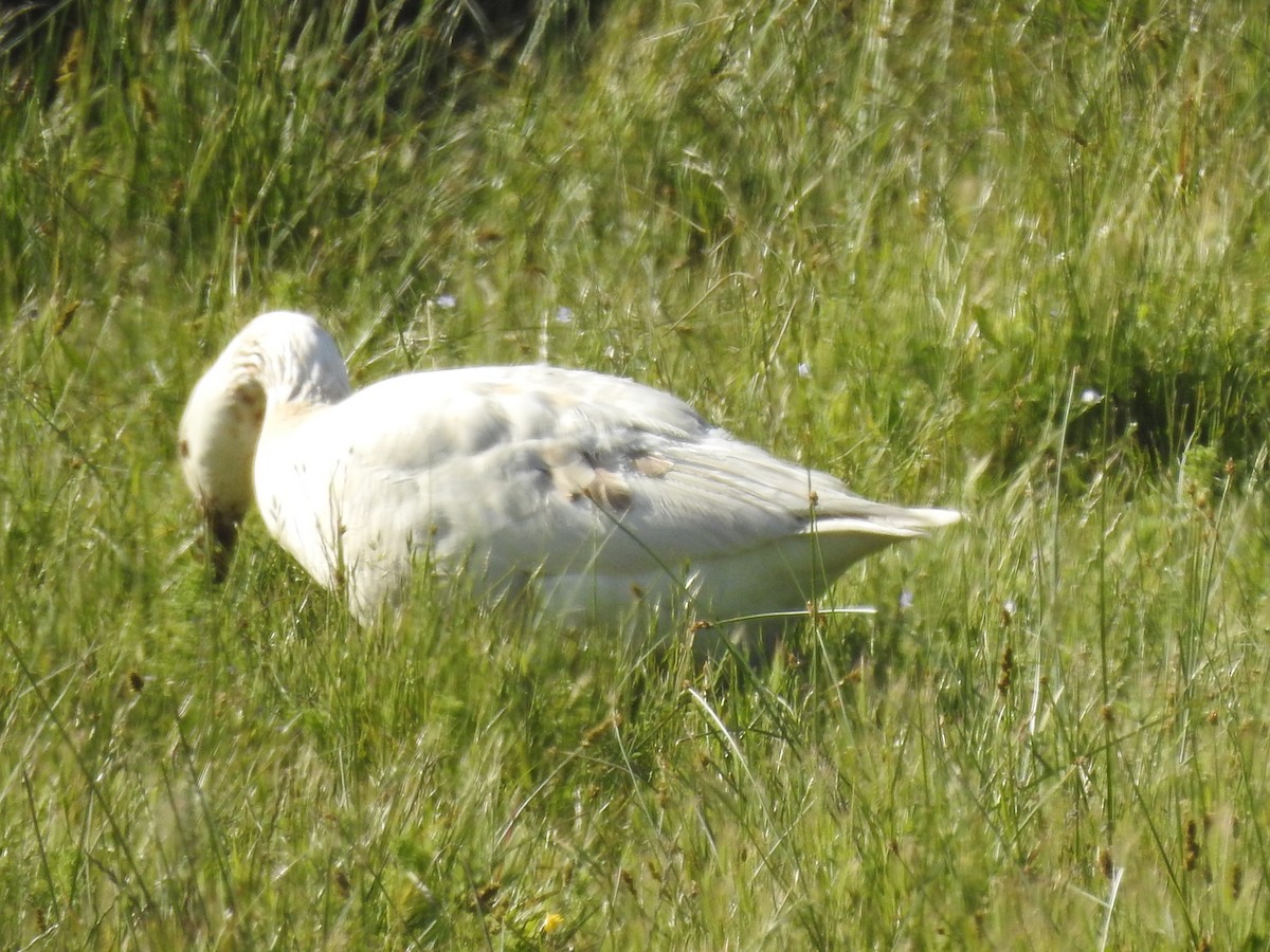 tamgås (domestisert Anser sp.) x kanadagås (hybrid) - ML619602355