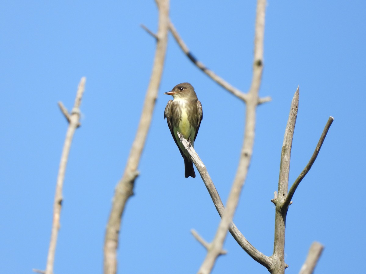 Olive-sided Flycatcher - Deanna Tremblay