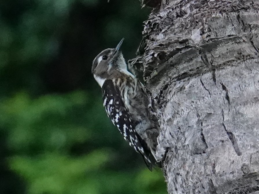 Japanese Pygmy Woodpecker - ML619602357