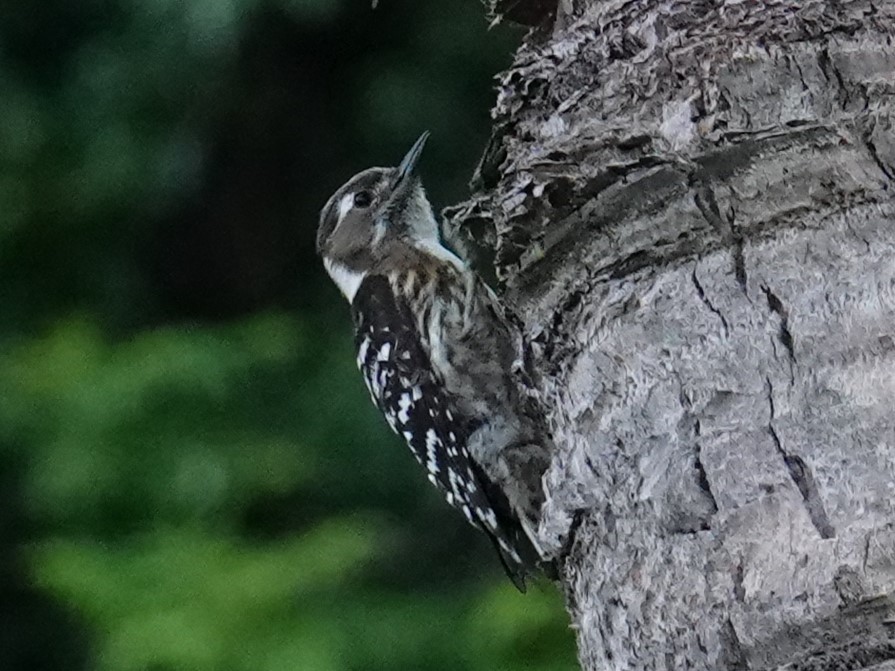 Japanese Pygmy Woodpecker - Steve Kornfeld