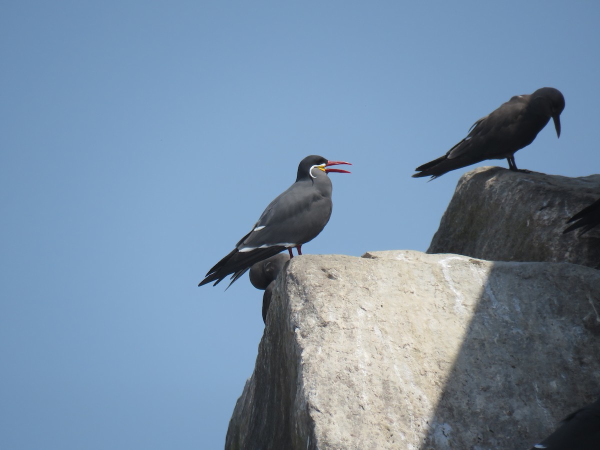 Inca Tern - ML619602360