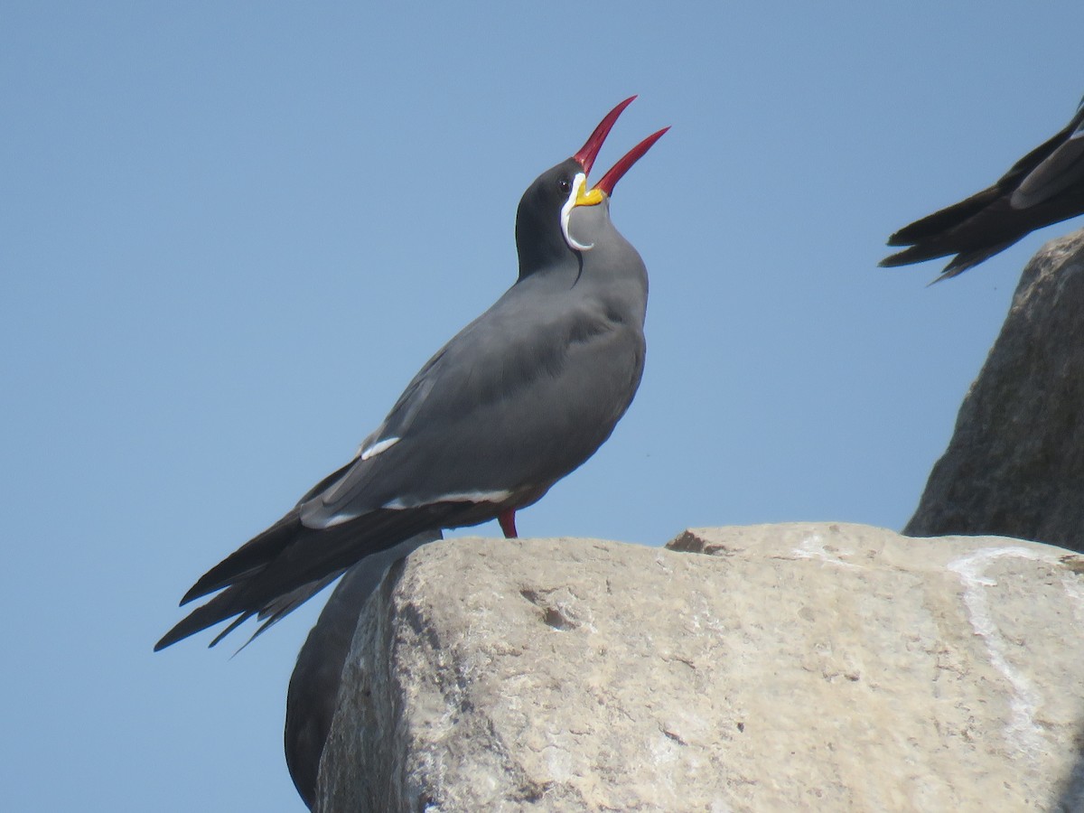 Inca Tern - Ron Batie