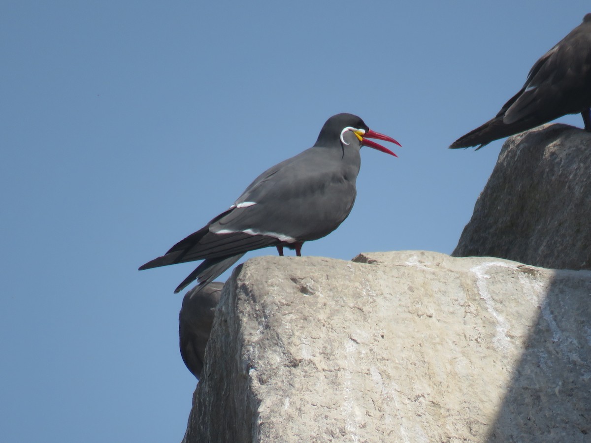 Inca Tern - ML619602362