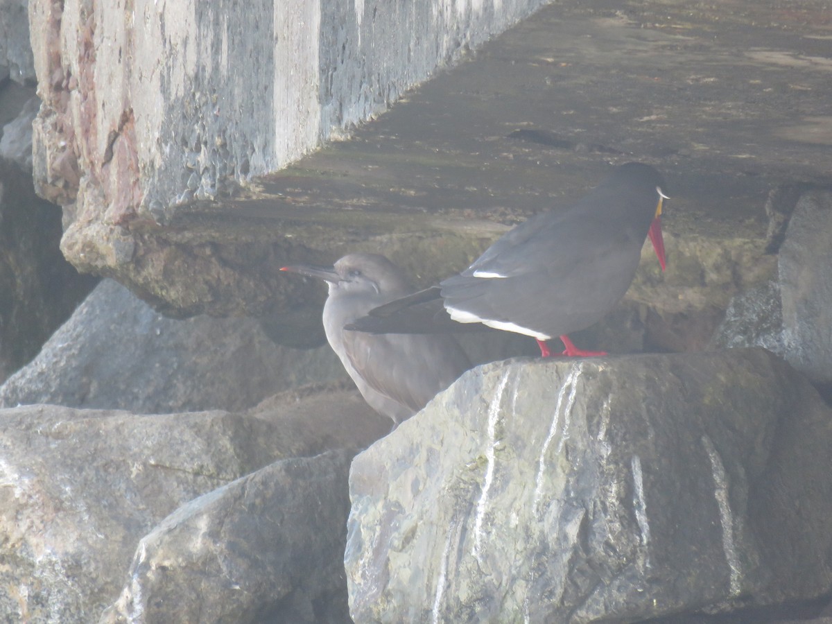 Inca Tern - Ron Batie