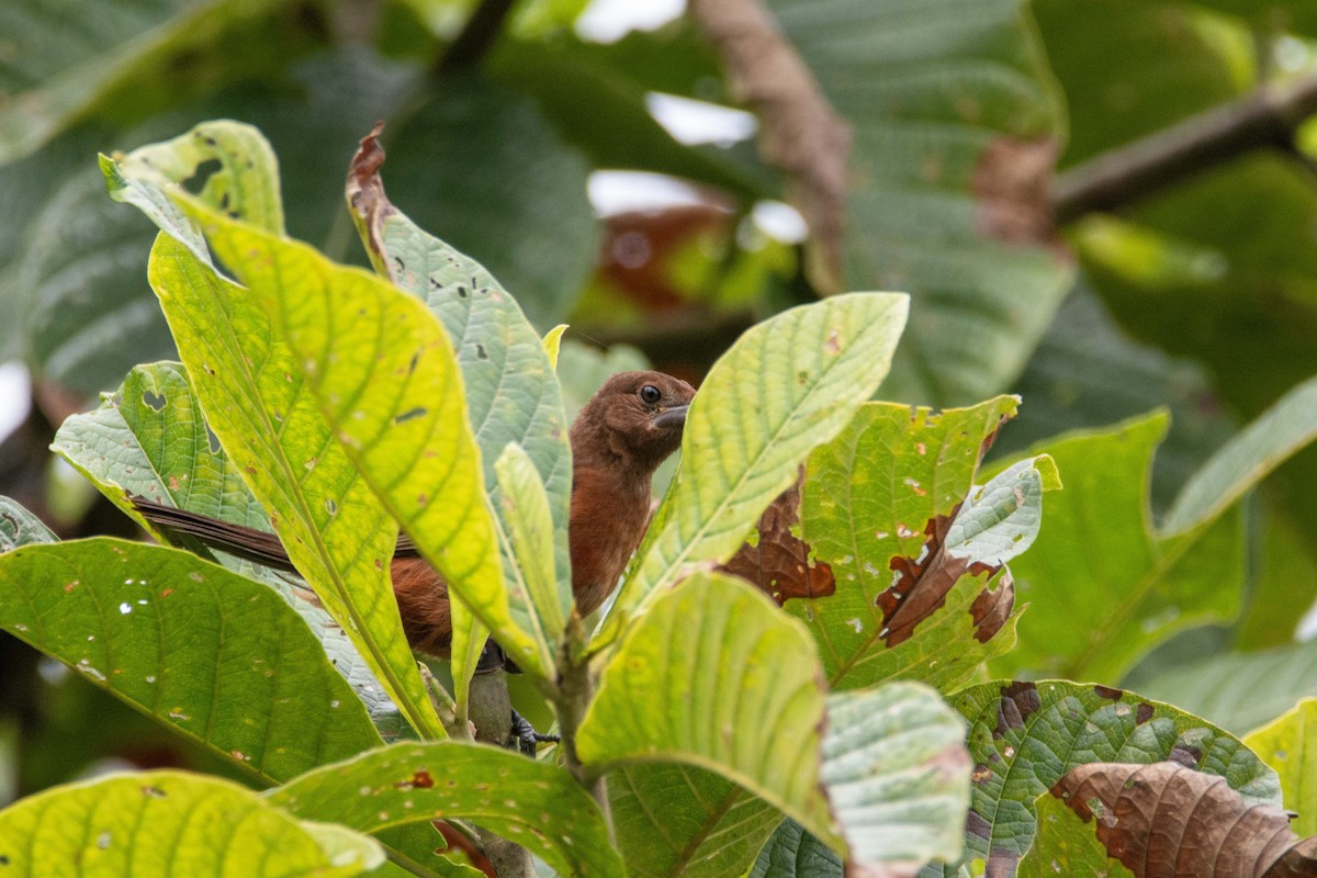 Silver-beaked Tanager - FREDY HERNAN VALERO