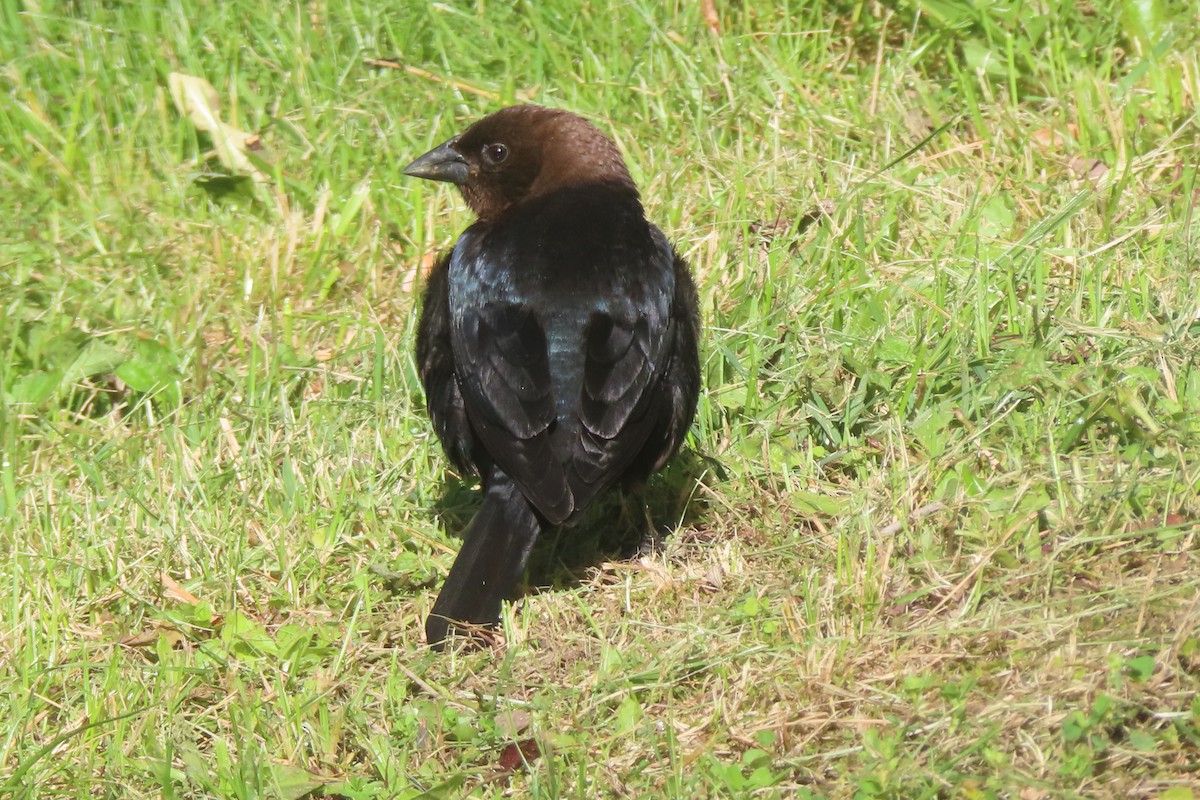 Brown-headed Cowbird - Margaret Higbee