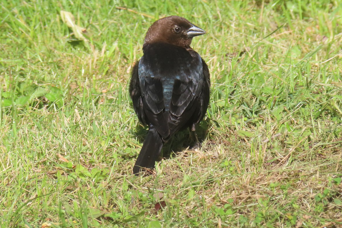 Brown-headed Cowbird - Margaret Higbee