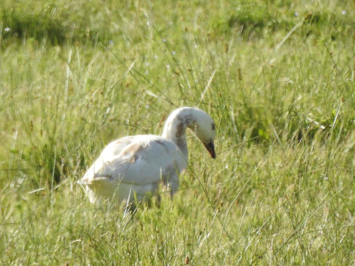 Domestic goose sp. x Canada Goose (hybrid) - ML619602369