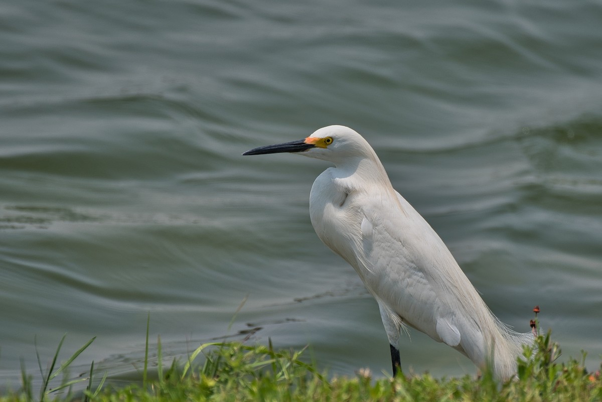 Snowy Egret - Donald Fullmer