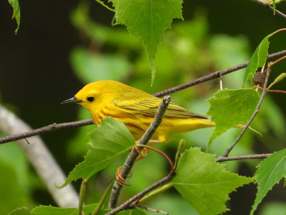 Yellow Warbler - Jeff Fengler