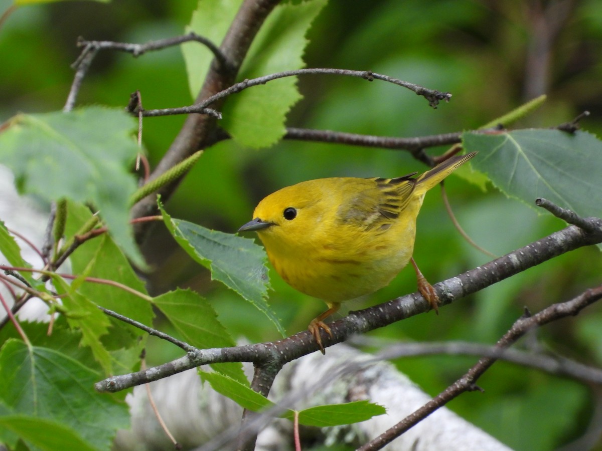 Yellow Warbler - Jeff Fengler