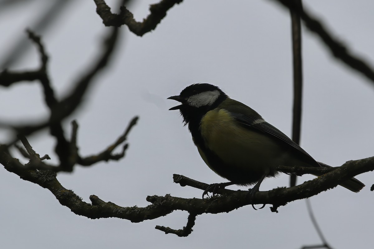 Great Tit (Great) - ML619602376