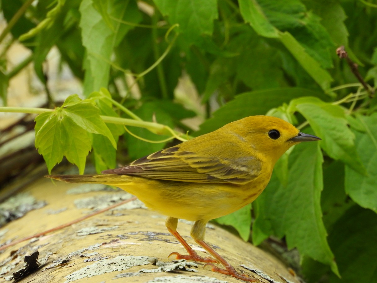 Yellow Warbler - Jeff Fengler