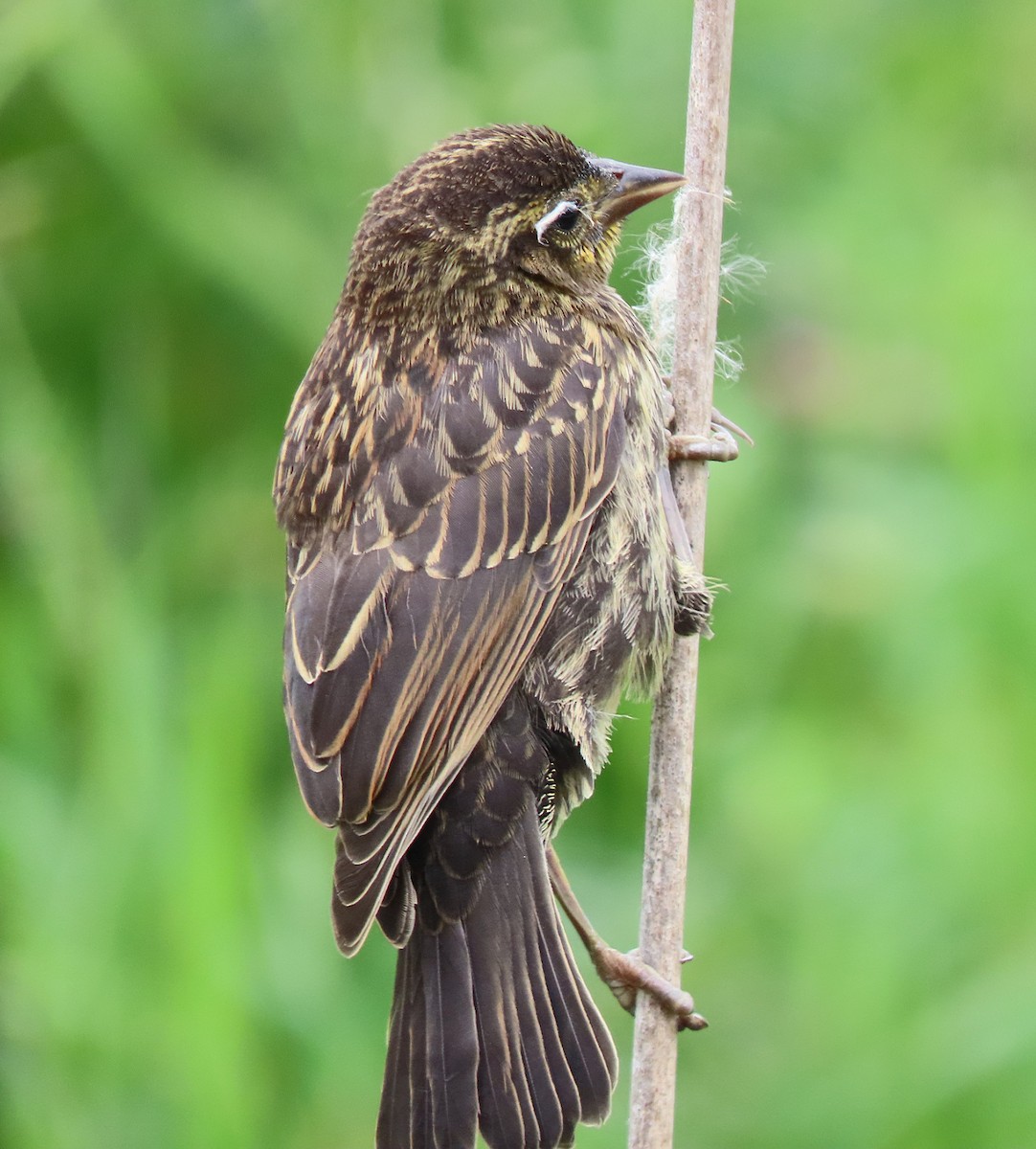 Red-winged Blackbird - Martha Keller