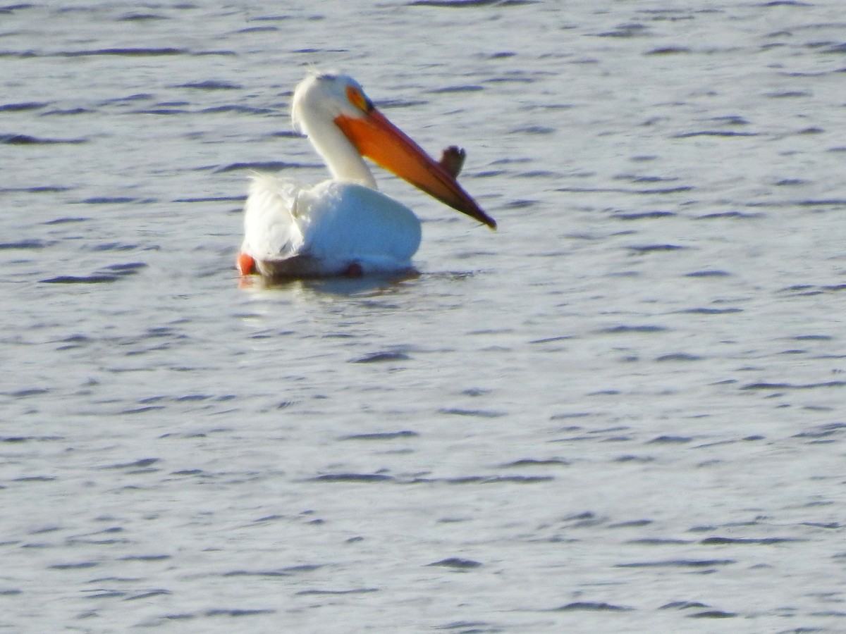 American White Pelican - Bill Ypsilantis