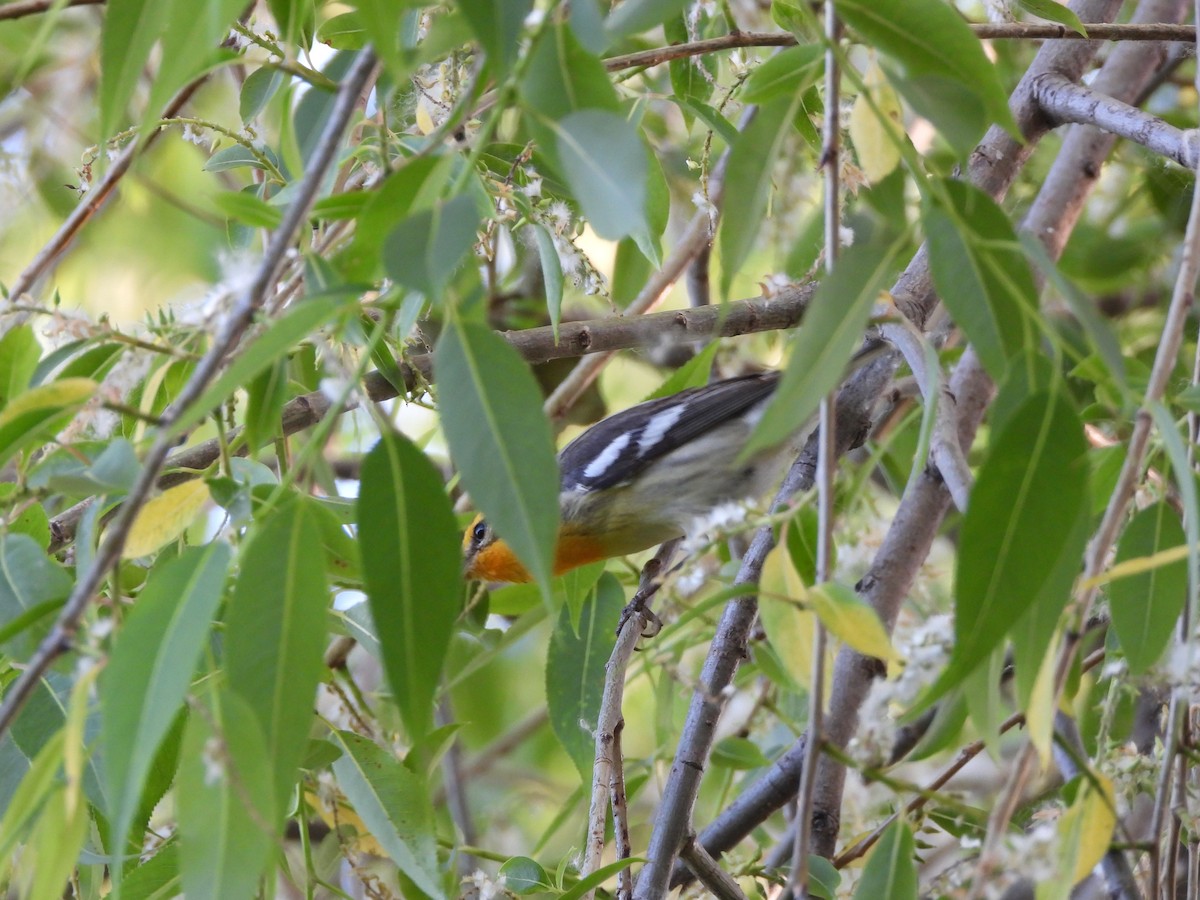 Blackburnian Warbler - Deanna Tremblay