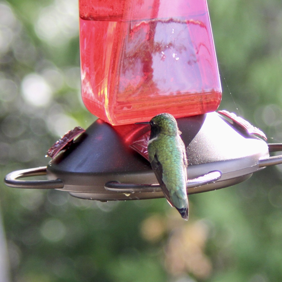 Ruby-throated Hummingbird - James Madter