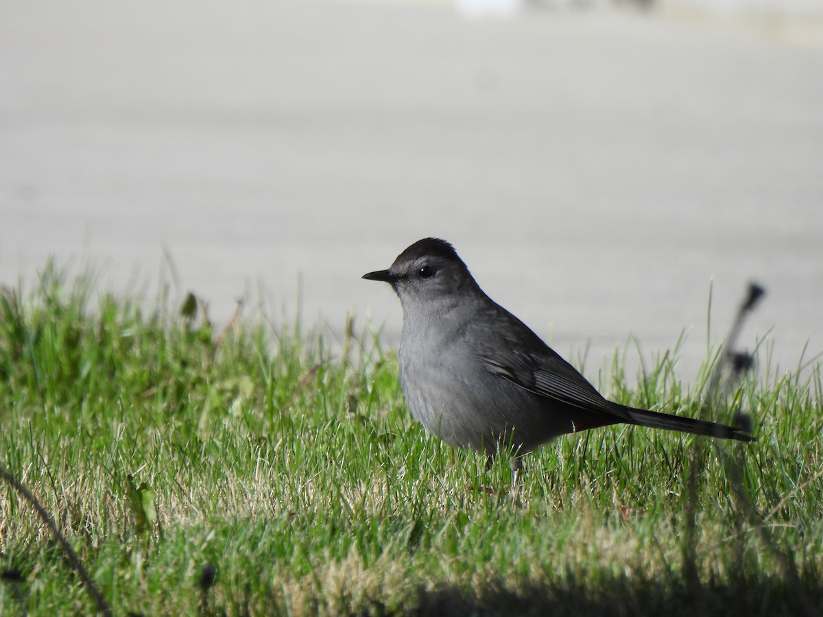 Pájaro Gato Gris - ML619602397