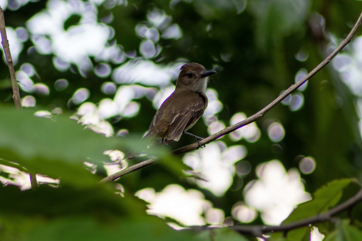 Short-crested Flycatcher - FREDY HERNAN VALERO