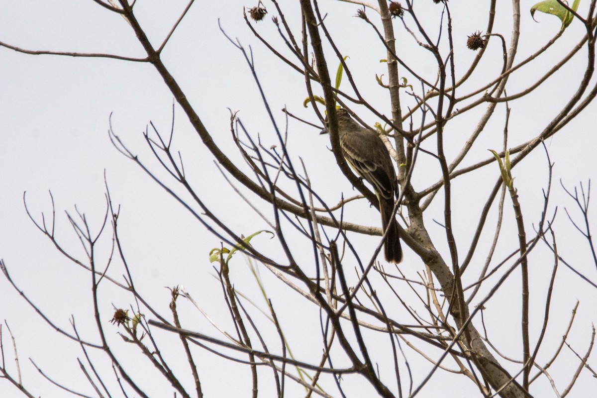 Brown-crested Flycatcher - FREDY HERNAN VALERO