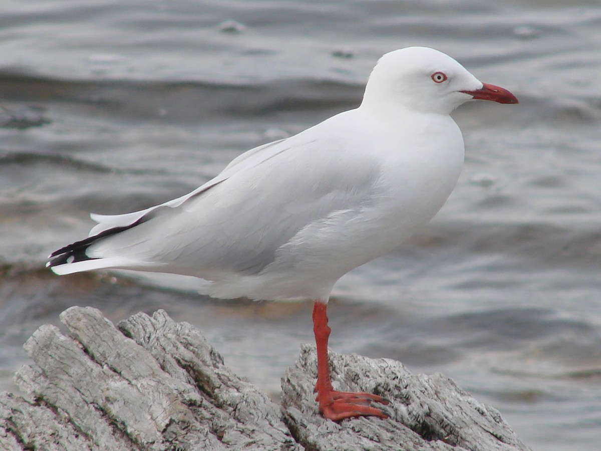 Silver Gull - ML619602407