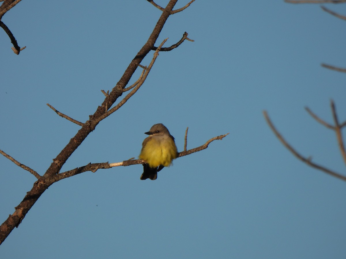 Western Kingbird - Robert Spaul