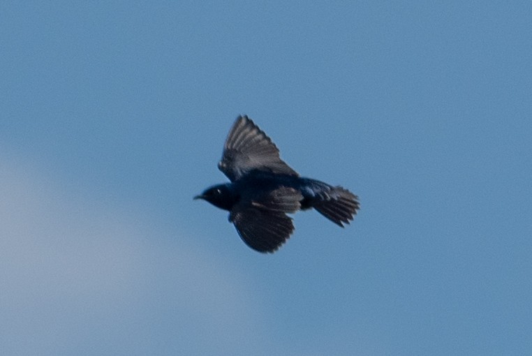 Purple Martin - Yixiao Liu