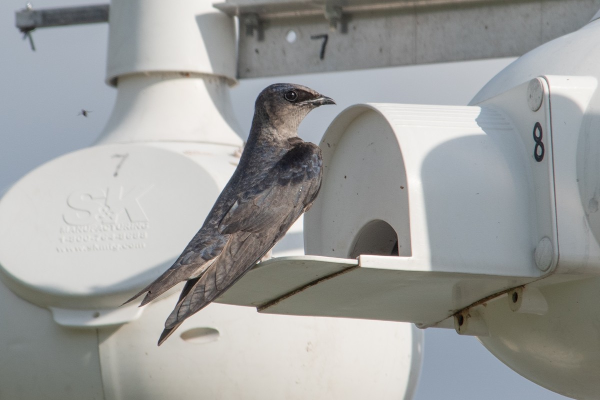 Purple Martin - Yixiao Liu