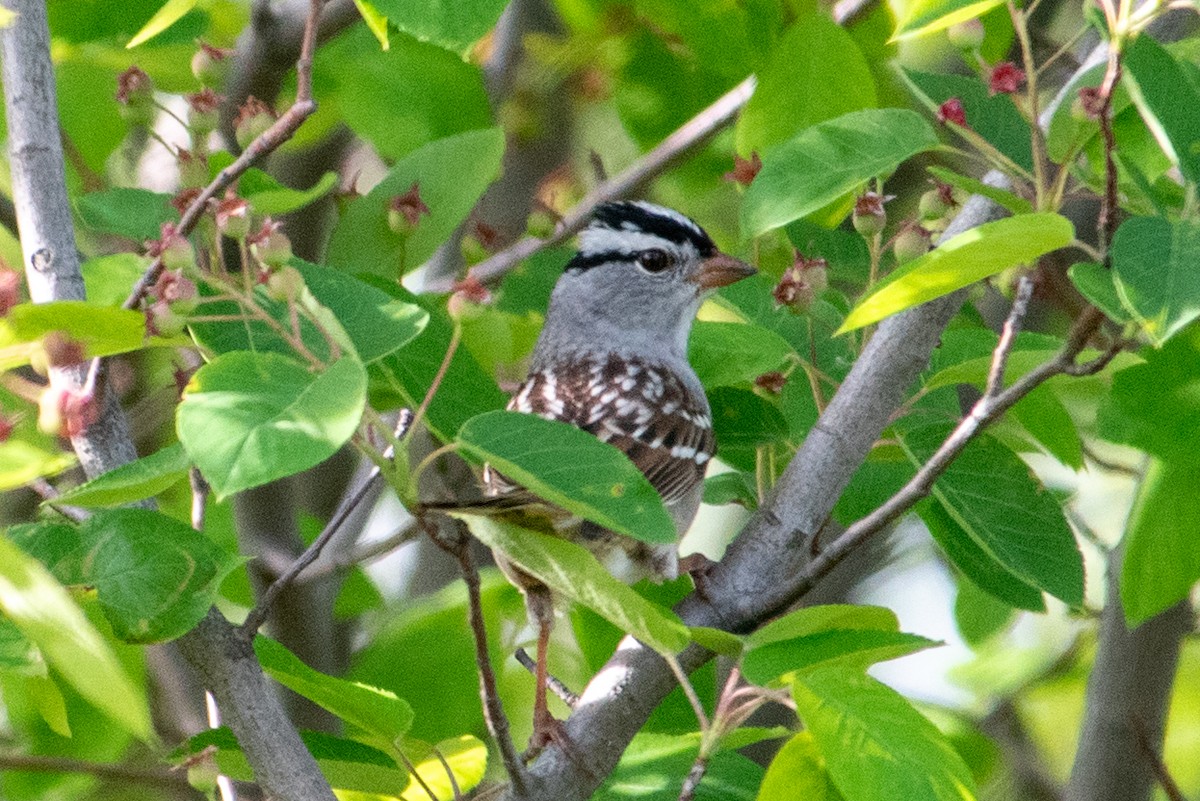White-crowned Sparrow - Yixiao Liu