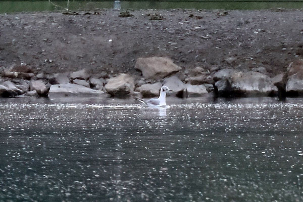 Bonapartemöwe - ML619602412