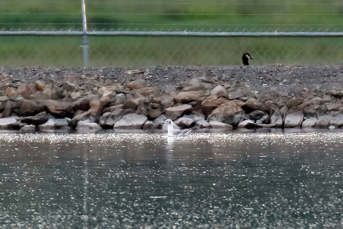 ボナパルトカモメ - ML619602413