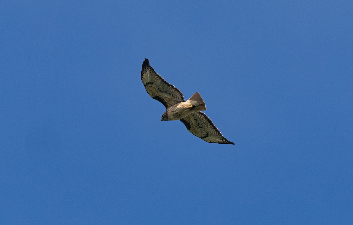 Red-tailed Hawk - Gordon Hart