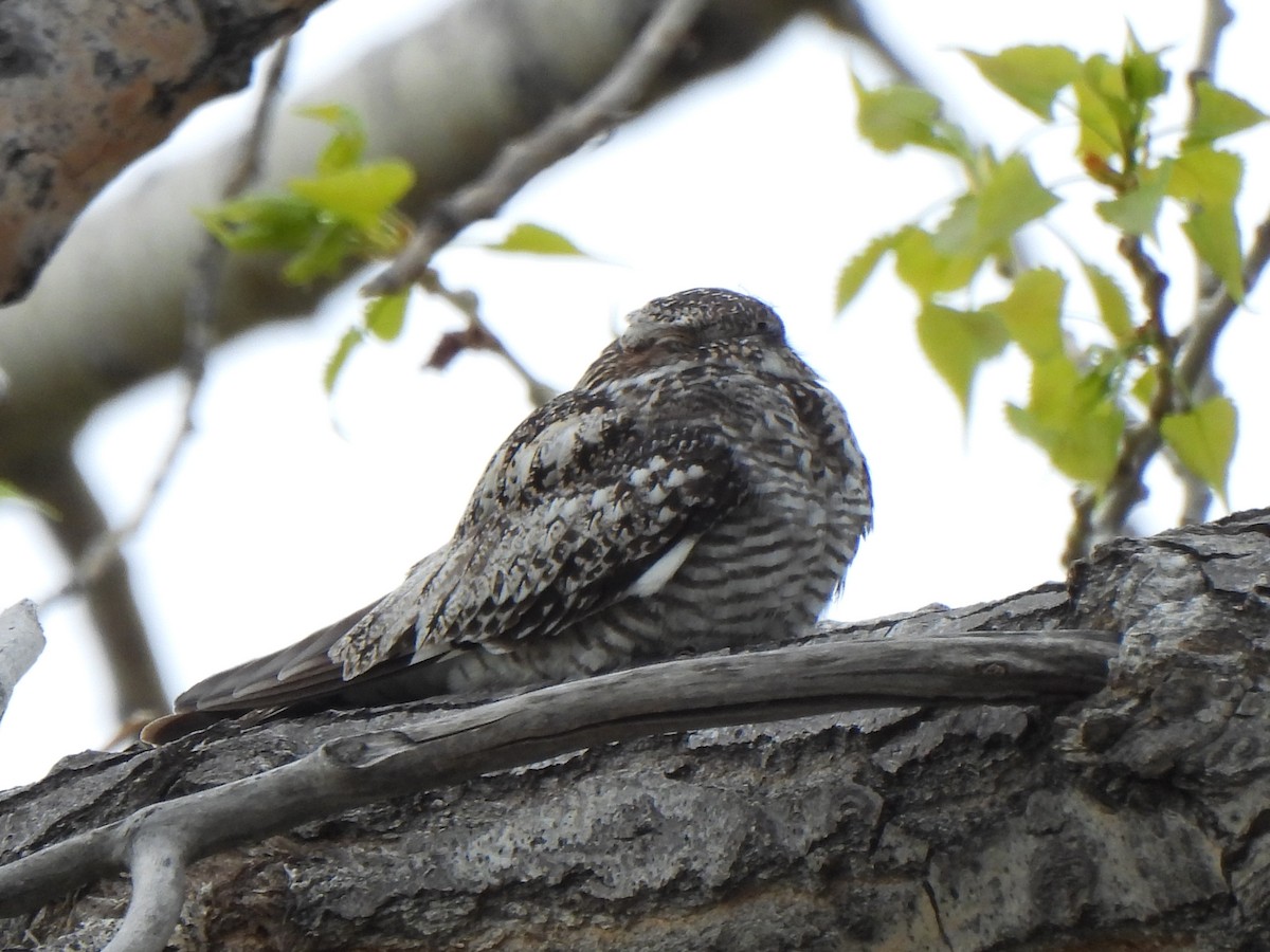 Common Nighthawk - Robert Spaul