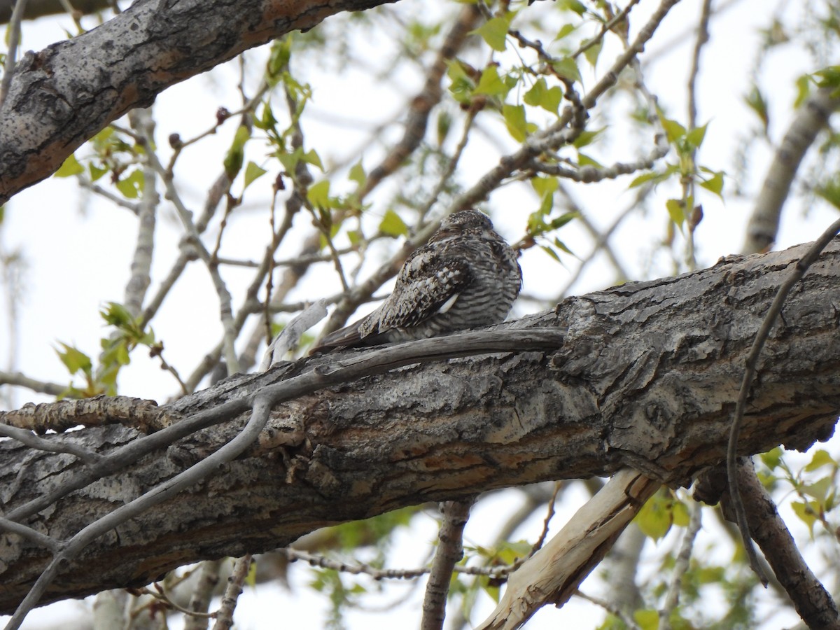 Common Nighthawk - Robert Spaul