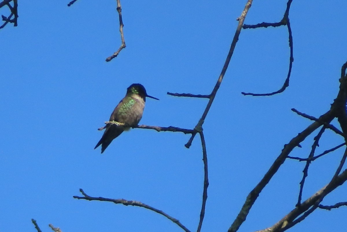 Ruby-throated Hummingbird - Margaret Higbee