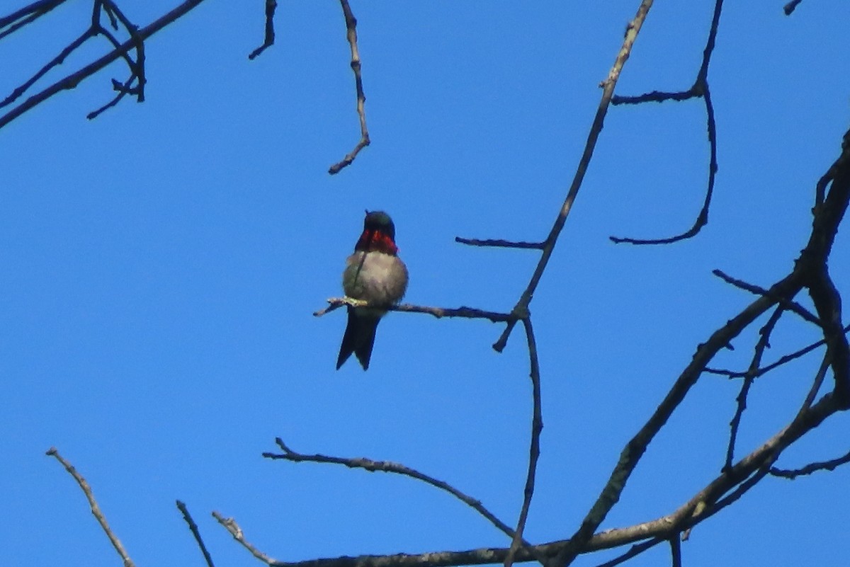 Ruby-throated Hummingbird - Margaret Higbee