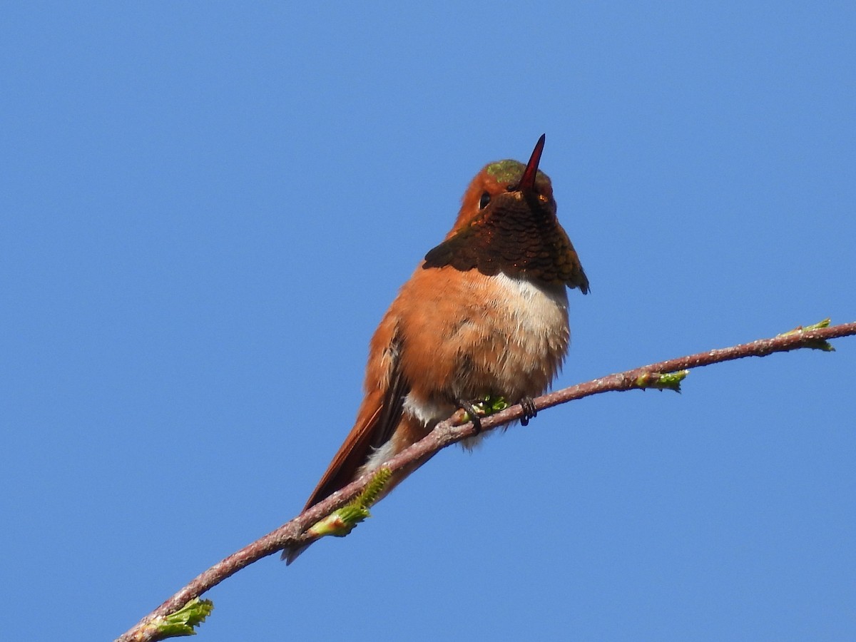 Rufous Hummingbird - Marilyn Weber