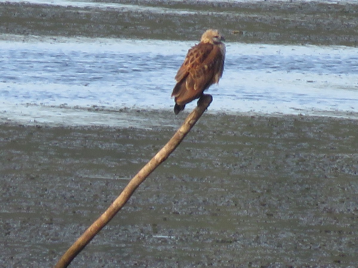 Black-collared Hawk - ML619602450