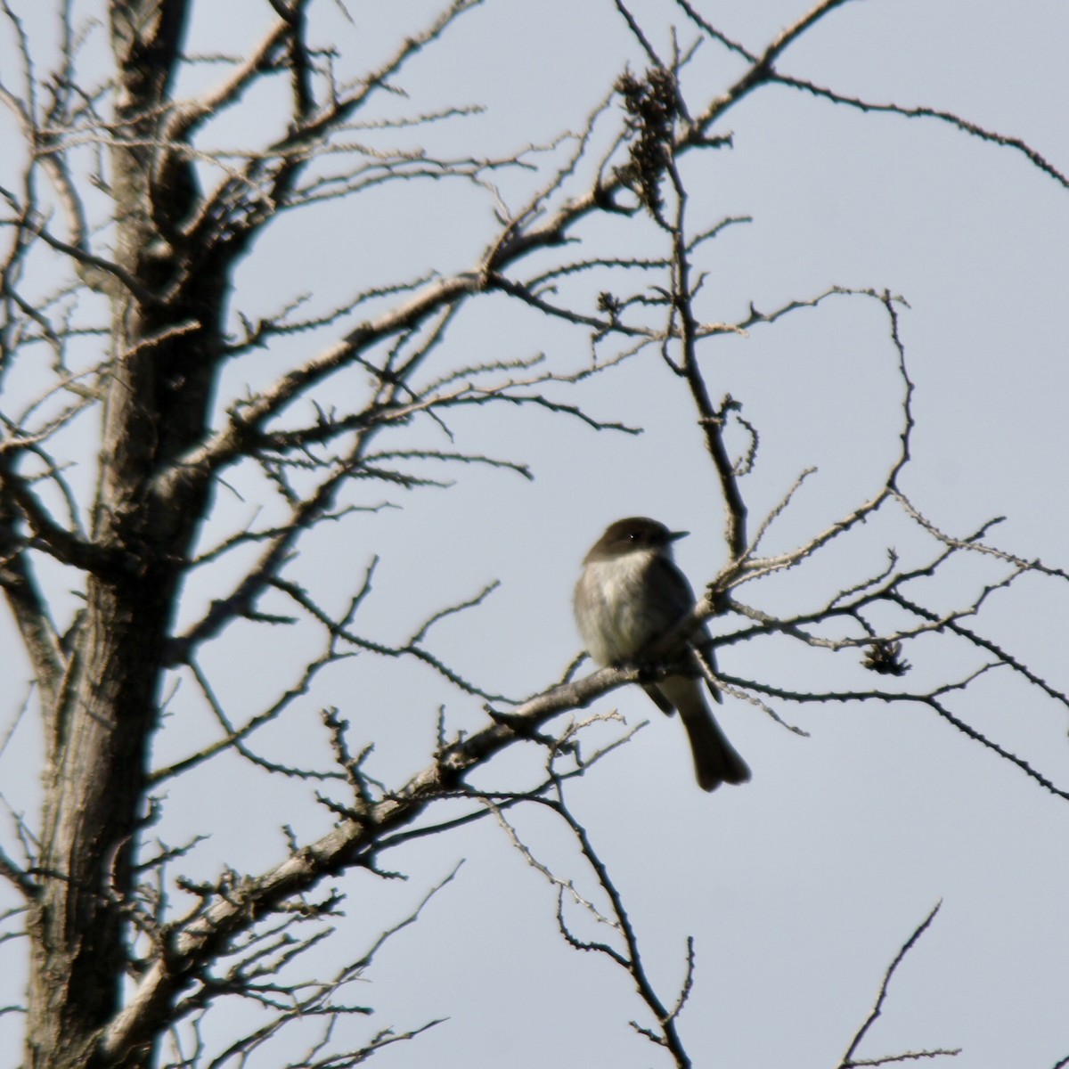 Eastern Phoebe - James Madter