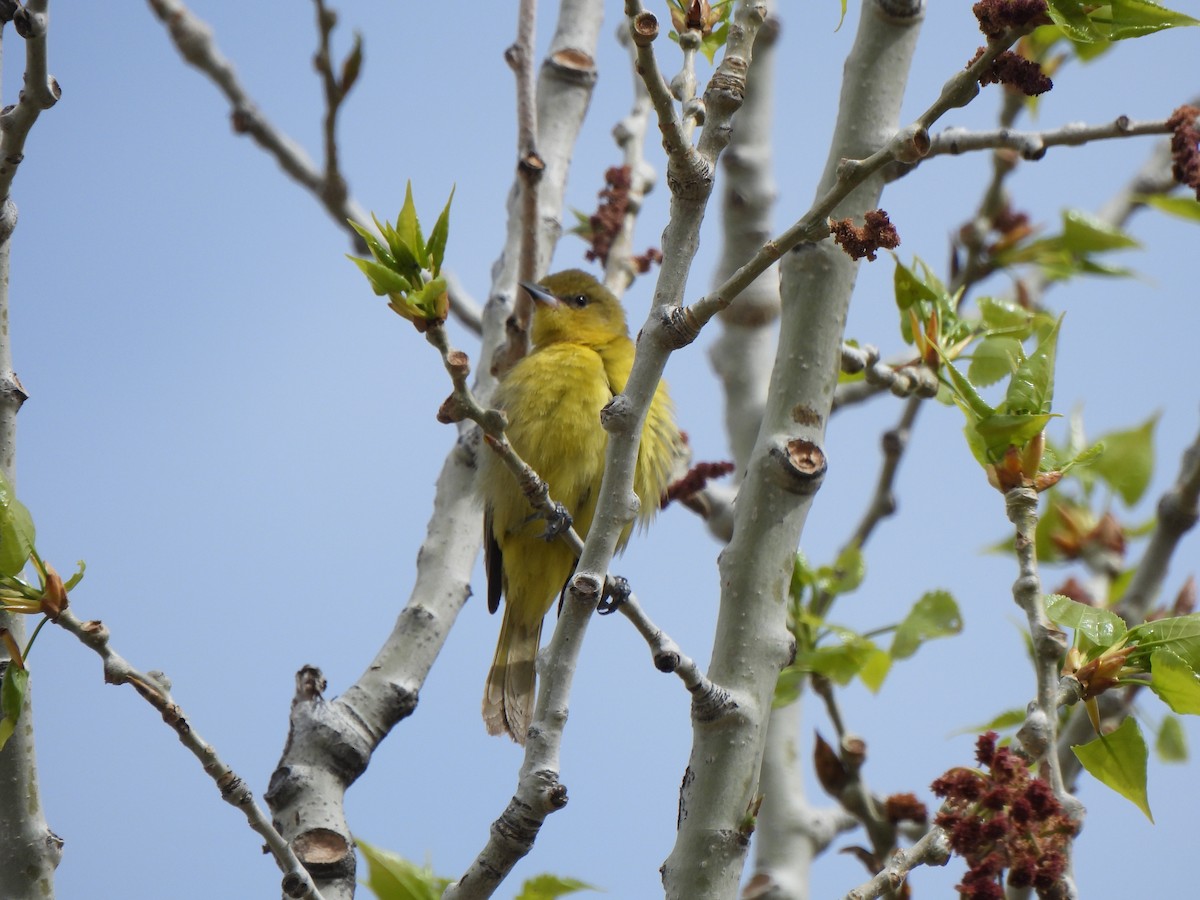 Orchard Oriole - ML619602453
