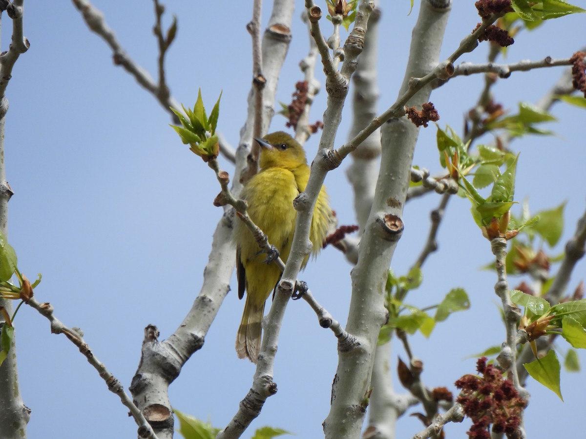 Orchard Oriole - Robert Spaul